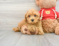 9 week old Cavapoo Puppy For Sale - Premier Pups