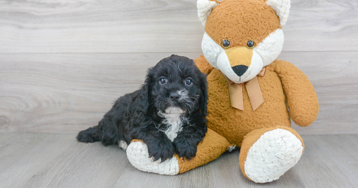 Small Cavapoo Epic: 6lb 2oz Doodle Puppy