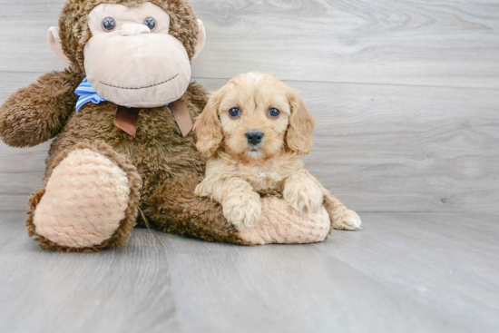 Best Cavapoo Baby