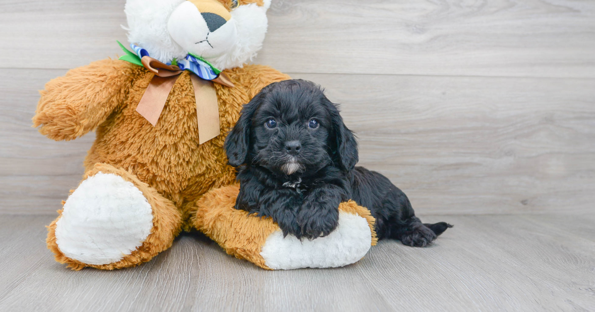 Playful Cavapoo Epic: 3lb 9oz Doodle Puppy