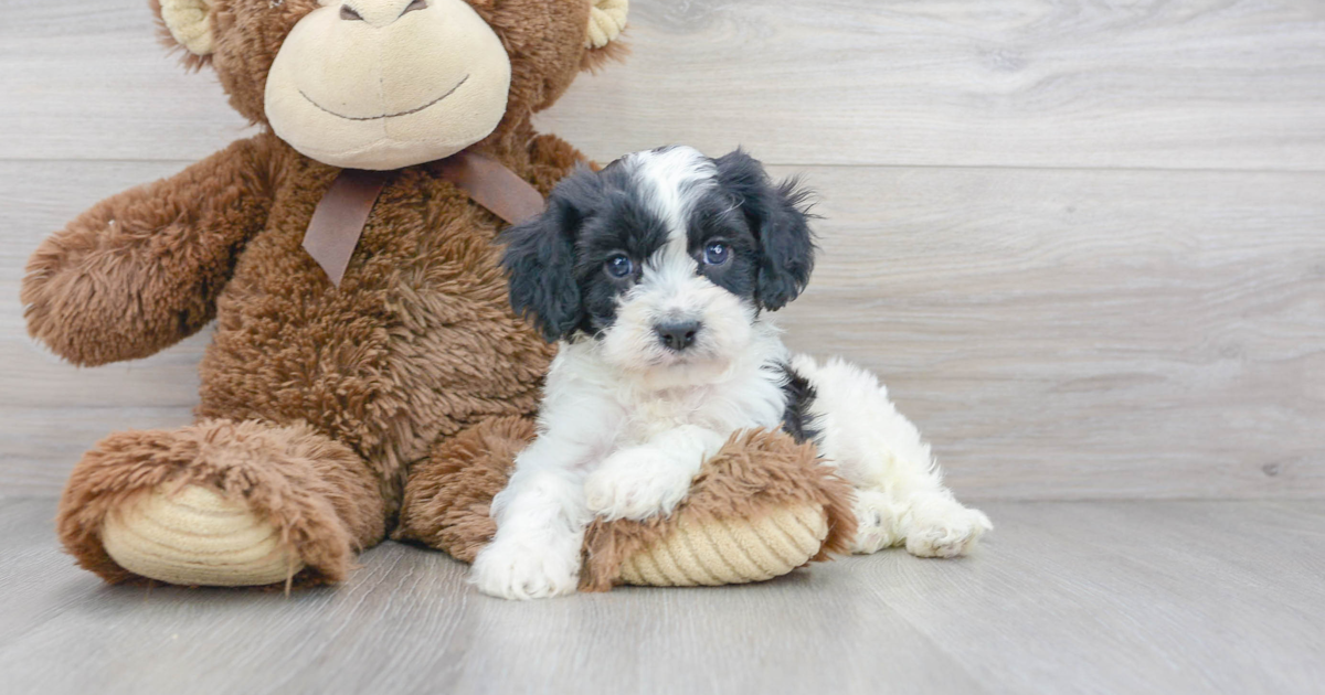 Petite Cavapoo Epic: 3lb 3oz Doodle Puppy