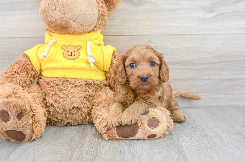8 week old Cavapoo Puppy For Sale - Premier Pups