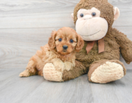 7 week old Cavapoo Puppy For Sale - Premier Pups