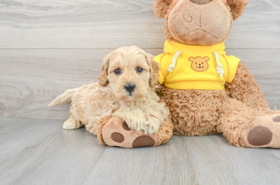 6 week old Cavapoo Puppy For Sale - Premier Pups