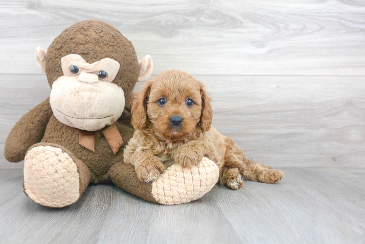 Fluffy Cavapoo Poodle Mix Pup