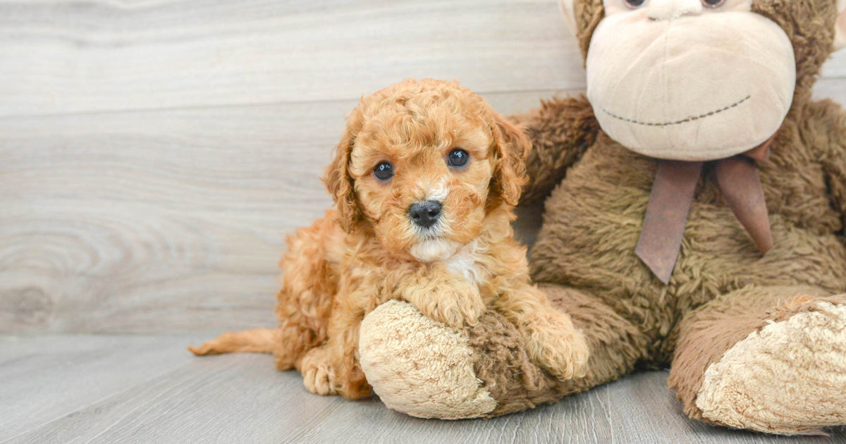 Friendly Cavapoo Evie: 5lb 5oz Doodle Puppy