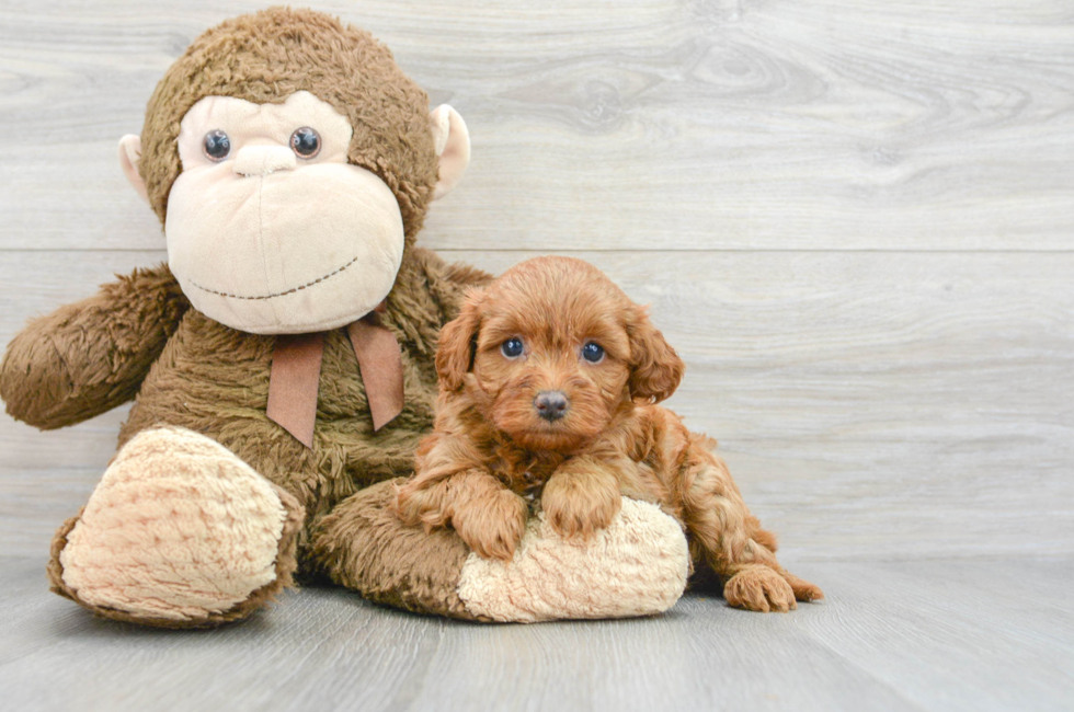 7 week old Cavapoo Puppy For Sale - Premier Pups