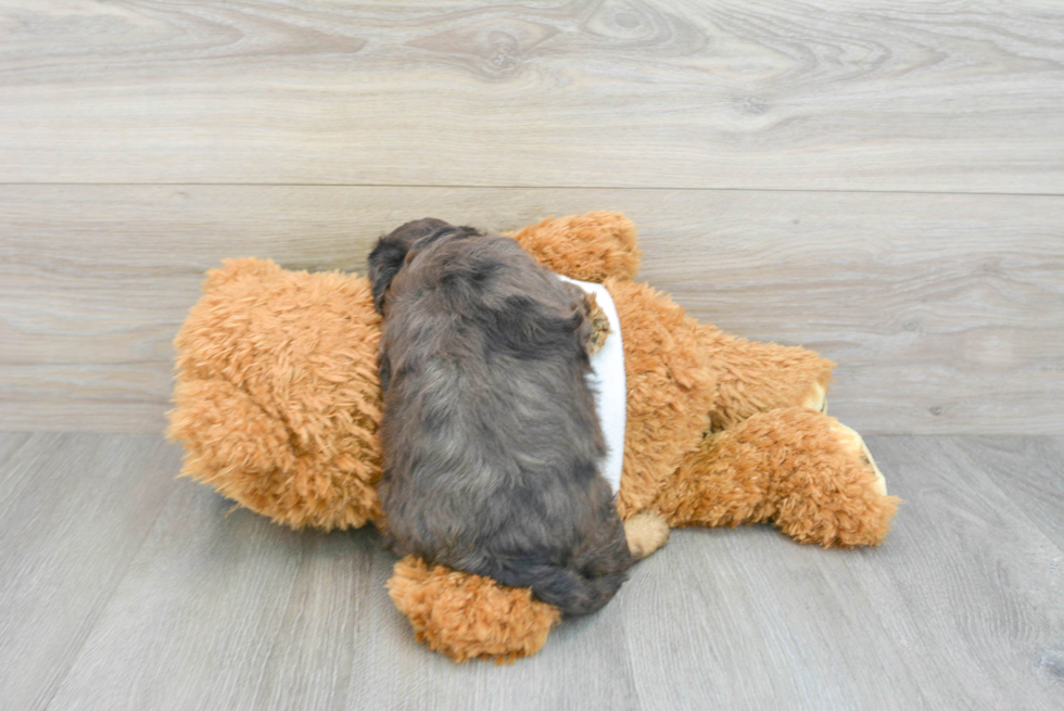 Cavapoo Puppy for Adoption