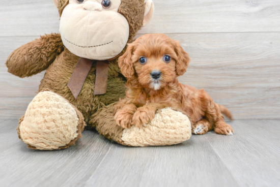 Funny Cavapoo Poodle Mix Pup