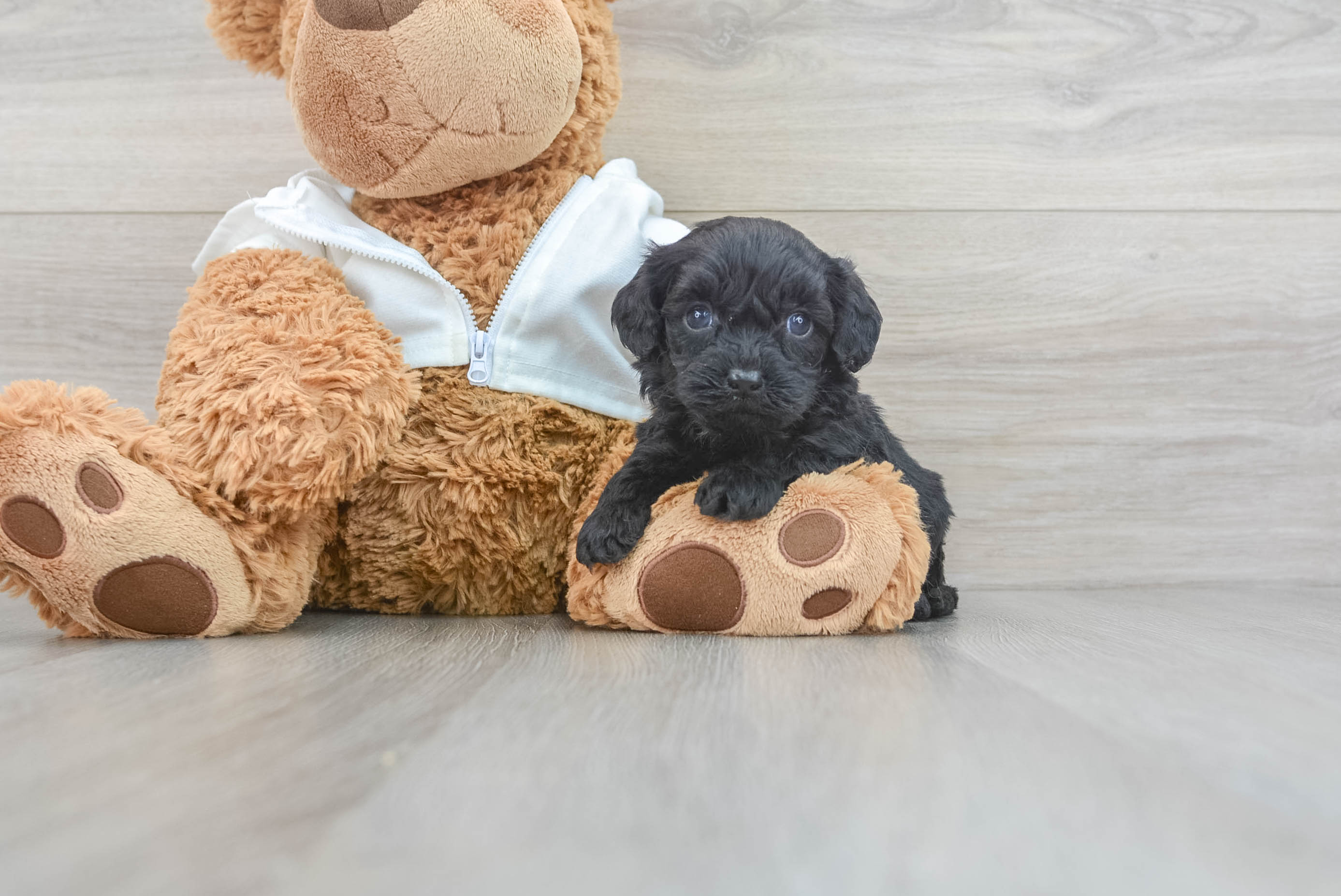 Bear cavapoo 2024 puppies for sale