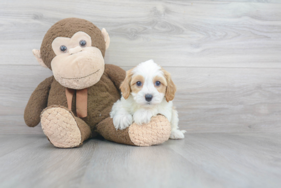 Adorable Cavoodle Poodle Mix Puppy