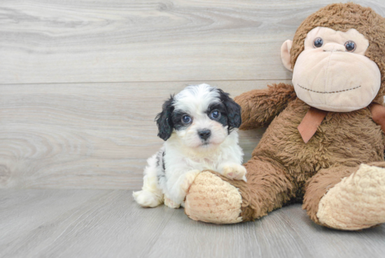 Cavapoo Puppy for Adoption