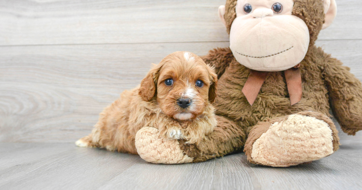 Sweet Cavapoo Finley 4lb 2oz Doodle Puppy