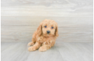 Meet Finley - our Cavapoo Puppy Photo 2/3 - Premier Pups