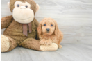 Meet Finley - our Cavapoo Puppy Photo 1/3 - Premier Pups