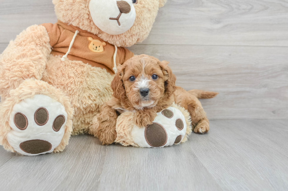 6 week old Cavapoo Puppy For Sale - Premier Pups