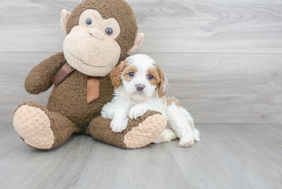 Hypoallergenic Cavoodle Poodle Mix Puppy