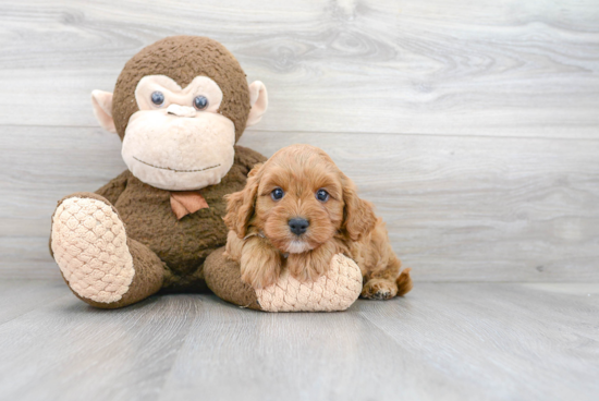 Adorable Cavoodle Poodle Mix Puppy