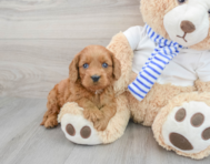 8 week old Cavapoo Puppy For Sale - Premier Pups