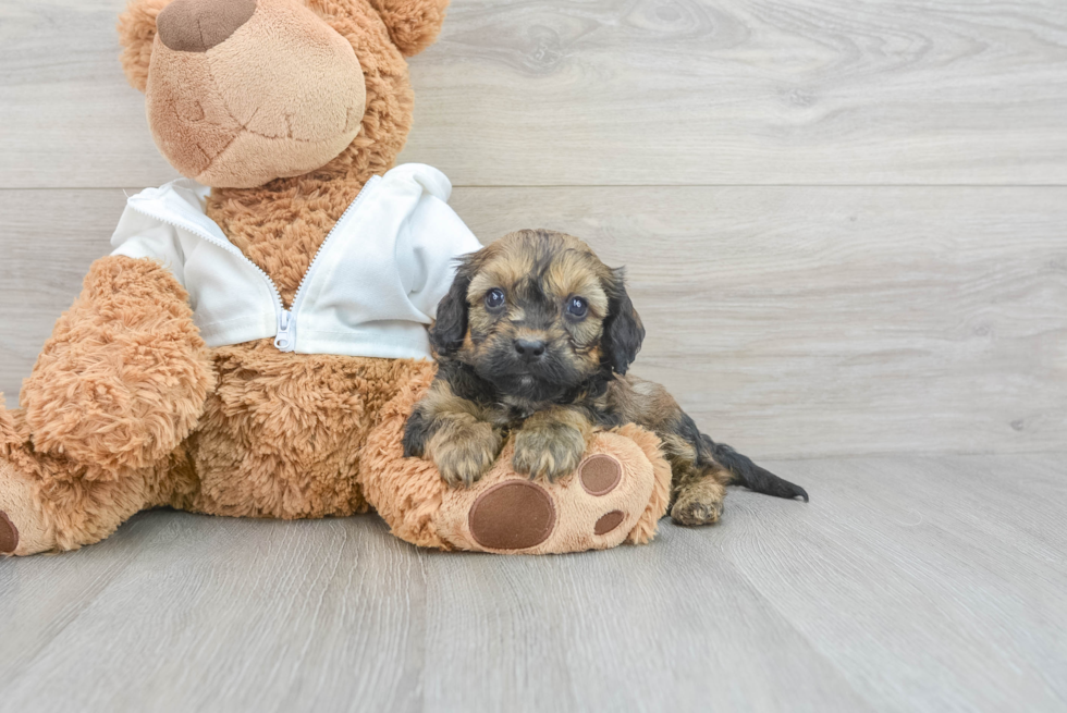 Adorable Cavapoo Francisco: 4lb 6oz Doodle Puppy