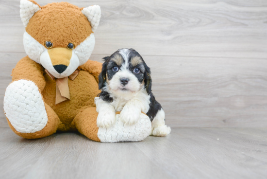 Popular Cavapoo Poodle Mix Pup