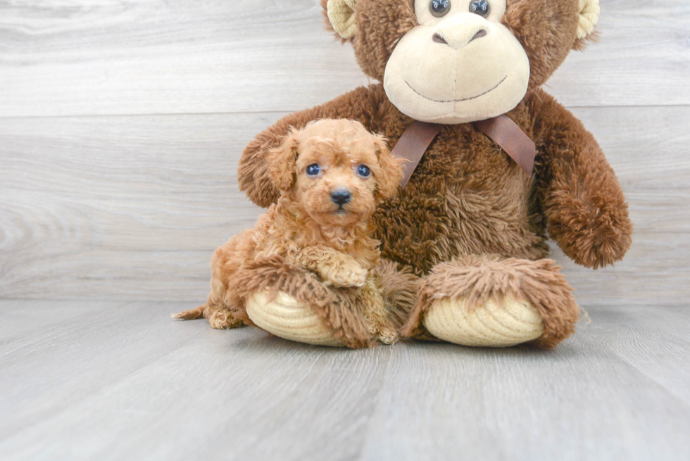 Meet Wookie - our Cavapoo Puppy Photo 1/3 - Premier Pups