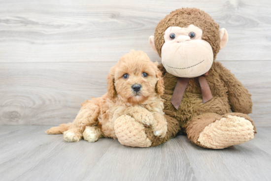 Friendly Cavapoo Baby