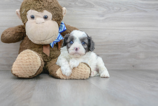 Best Cavapoo Baby