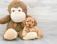 7 week old Cavapoo Puppy For Sale - Premier Pups