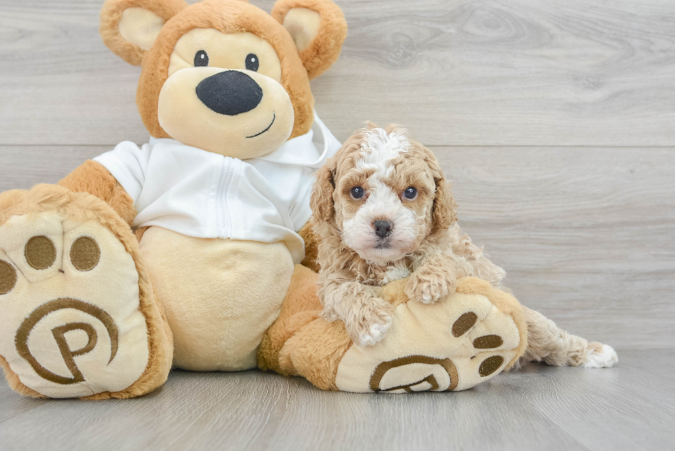 Cavapoo Garth: 2lb 2oz Doodle Puppy