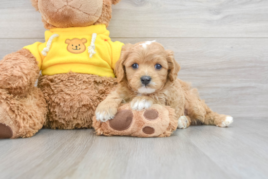 Adorable Cavoodle Poodle Mix Puppy