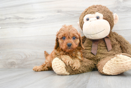 Best Cavapoo Baby