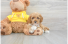 Funny Cavapoo Poodle Mix Pup
