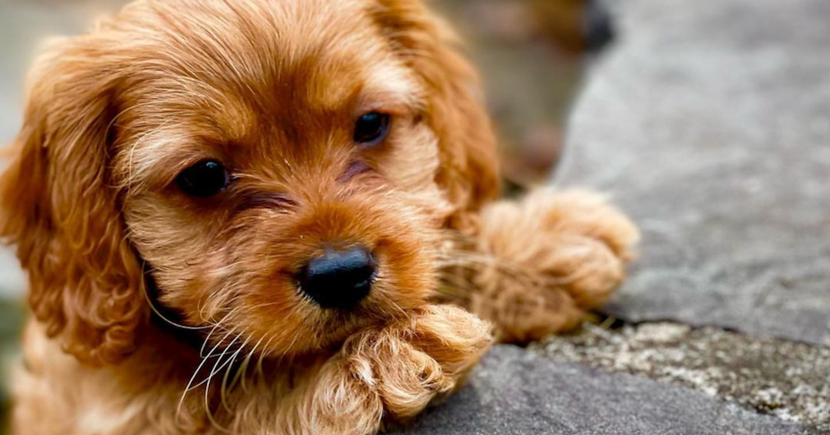 Best brush for outlet a cavapoo