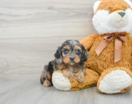 8 week old Cavapoo Puppy For Sale - Premier Pups