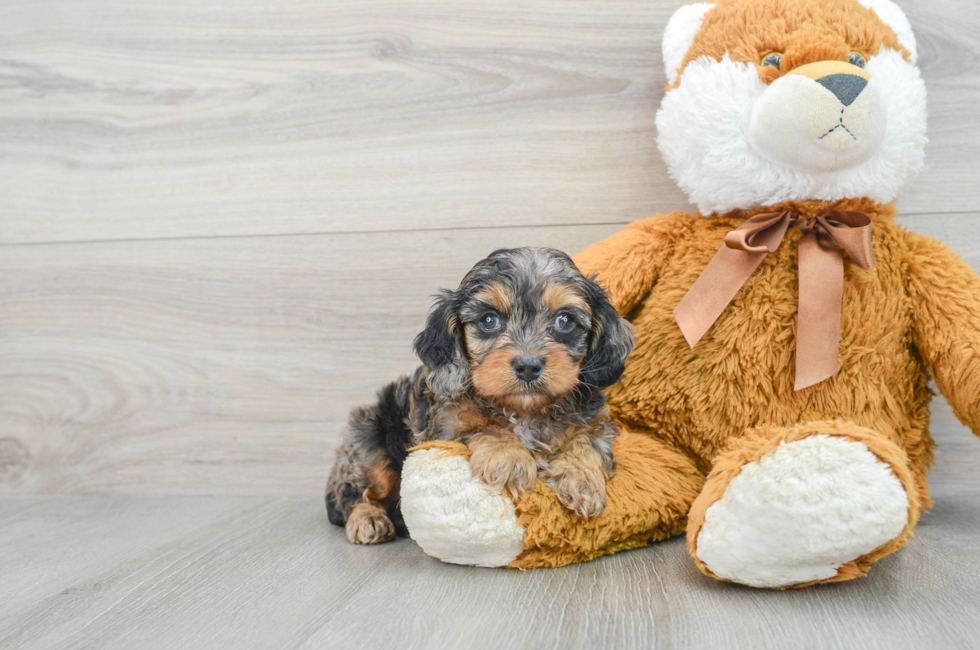 7 week old Cavapoo Puppy For Sale - Premier Pups