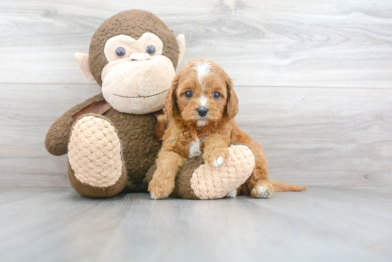 Cavapoo Pup Being Cute