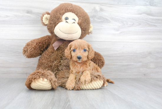 Cavapoo Pup Being Cute