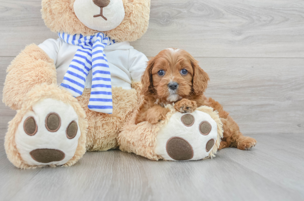 6 week old Cavapoo Puppy For Sale - Premier Pups