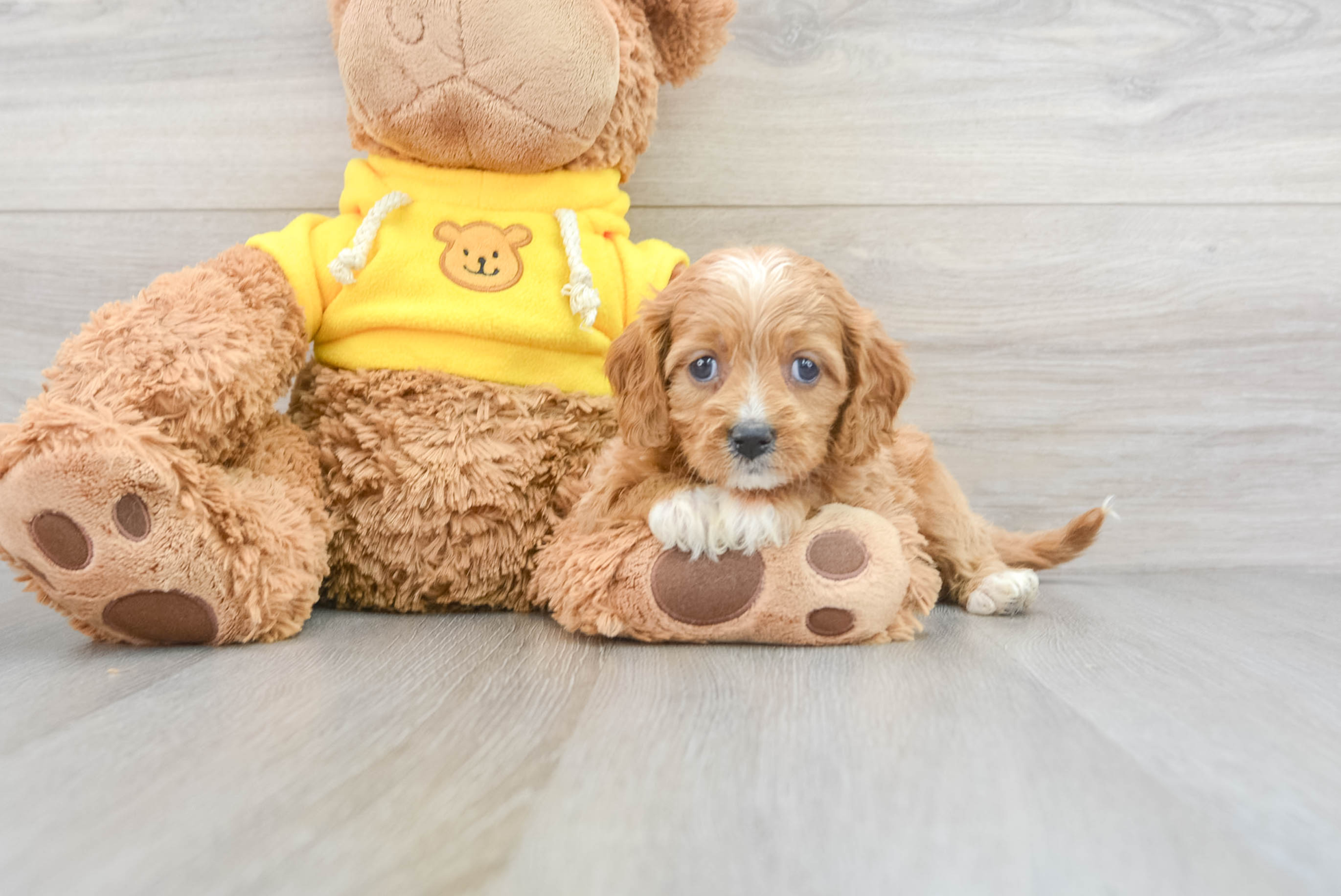 Adorable Cavapoo Hazelnut: 5lb 10oz Doodle Puppy