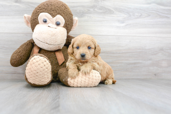 Cavapoo Pup Being Cute