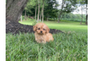 Meet Heath - our Cavapoo Puppy Photo 3/3 - Premier Pups