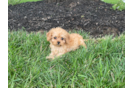 Meet Heath - our Cavapoo Puppy Photo 2/3 - Premier Pups
