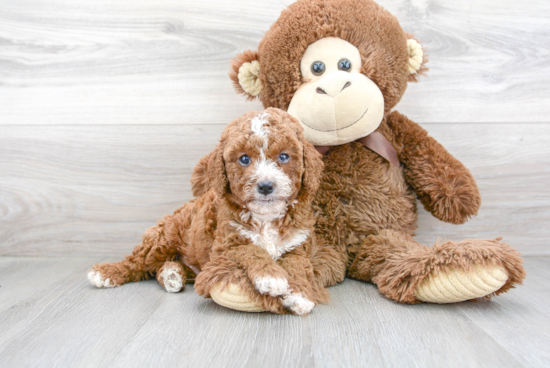 Funny Cavapoo Poodle Mix Pup