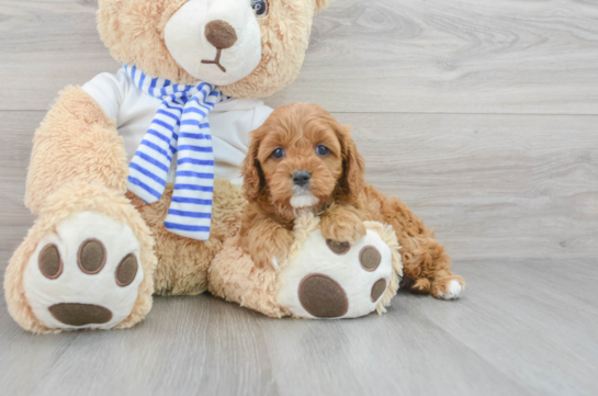 Cute Cavapoo Baby