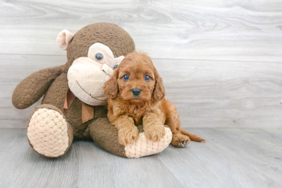 Cavapoo Pup Being Cute