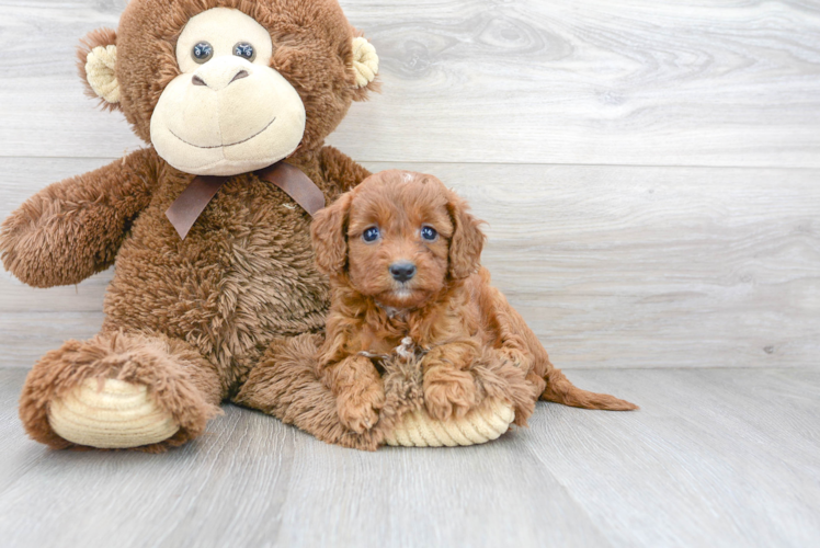 Meet Honey - our Cavapoo Puppy Photo 1/3 - Premier Pups