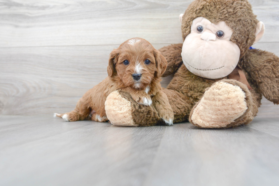 Meet Honey - our Cavapoo Puppy Photo 2/3 - Premier Pups