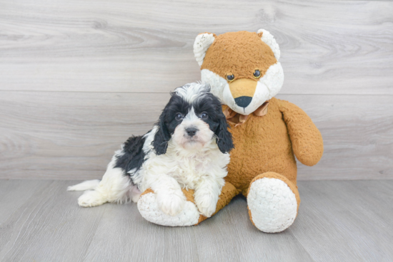 Small Cavapoo Baby