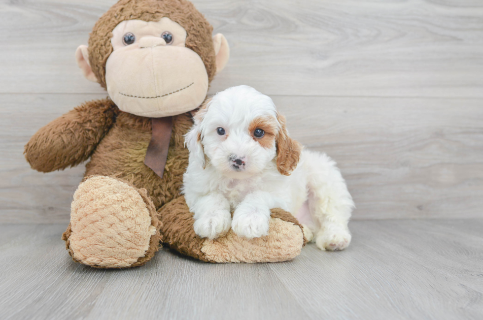 Exclusive Cavapoo Puppies For Sale | Premier Pups